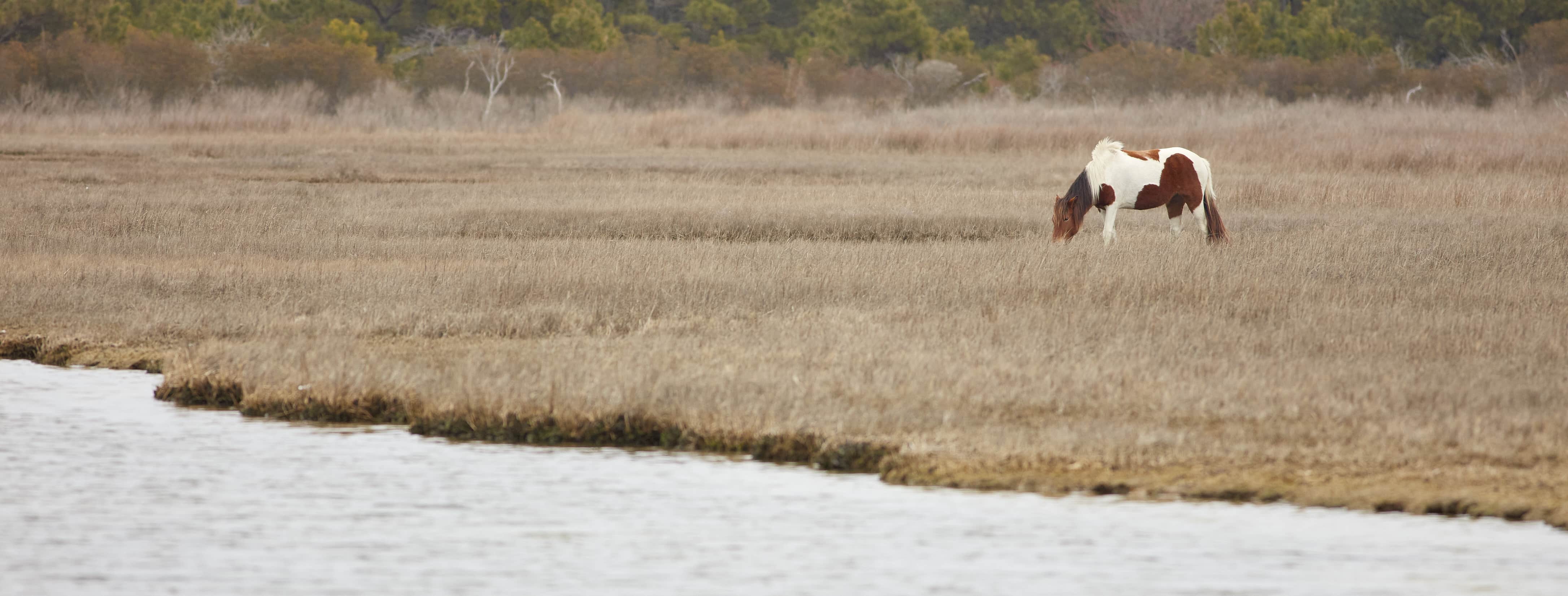 Assateague Island pony grazing in salt marsh