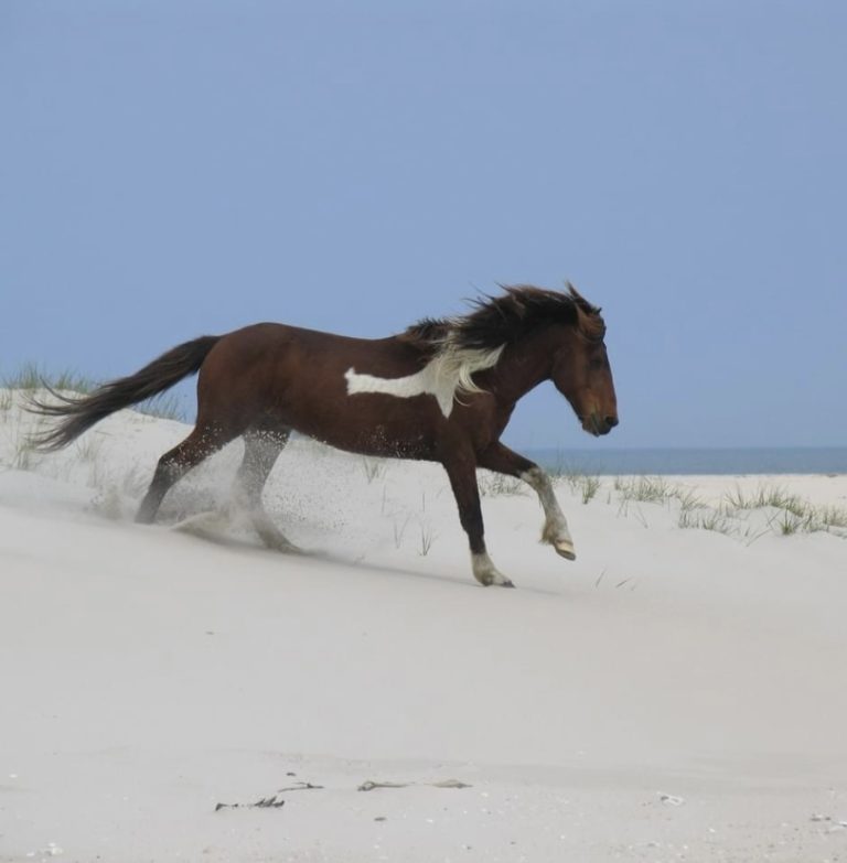 horse on beach running in sand